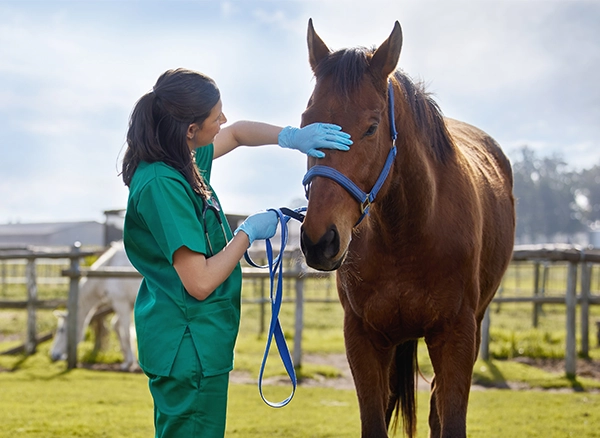q9 international dog and cat medicine