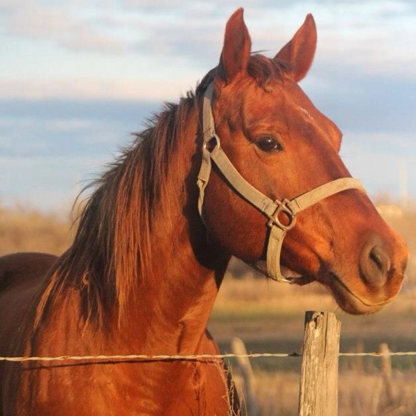 q9 international animal feed supplements